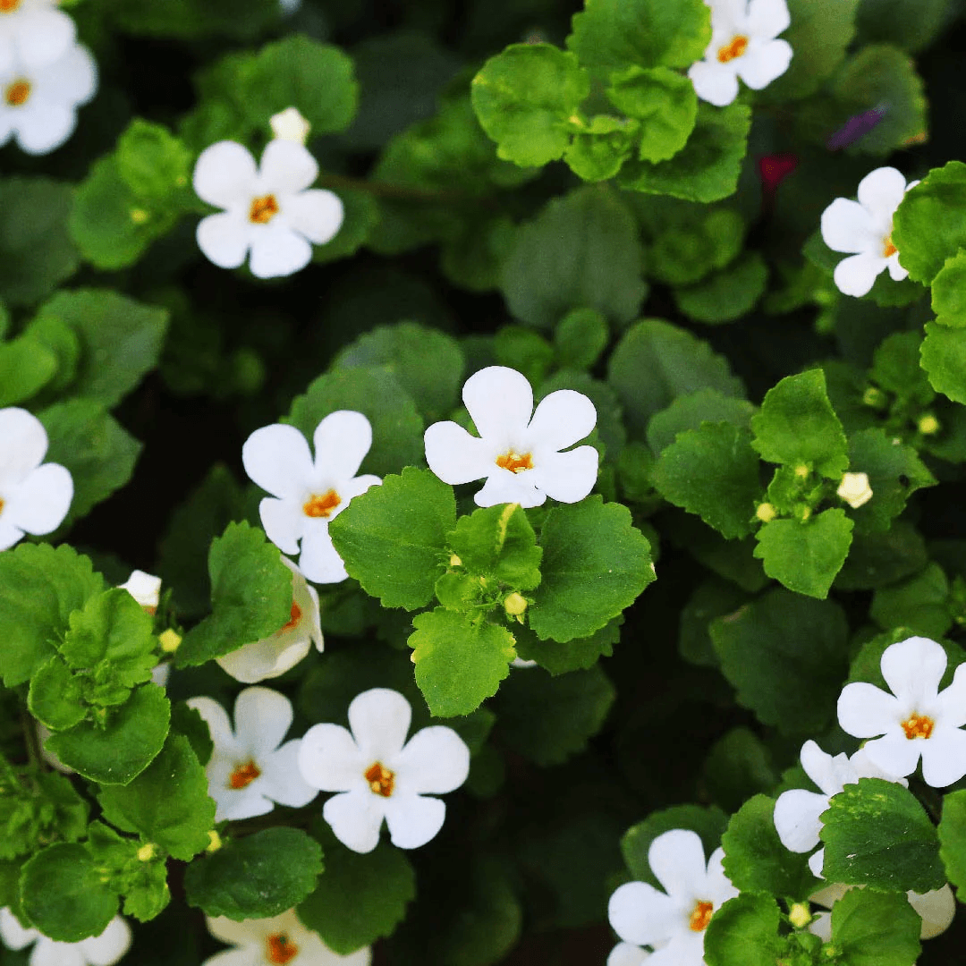 Bacopa Extract (Bacopa monnieri)