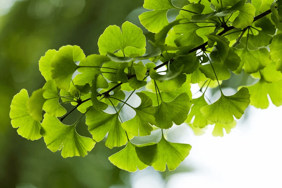 Ginkgo Extract (Ginkgo biloba)