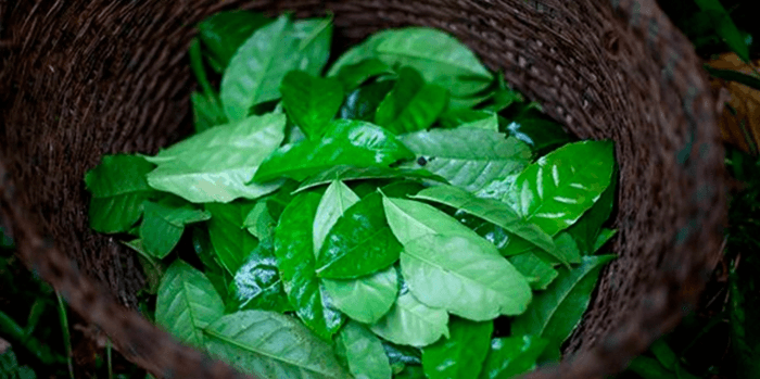 Guayusa Extract (Ilex guayusa)