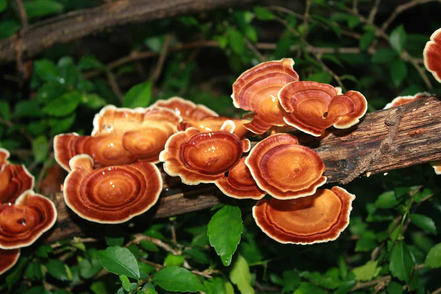 Reishi Mushroom (Ganoderma lucidum)