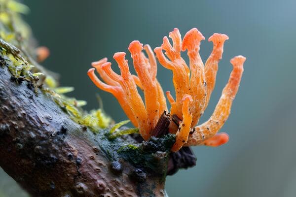 Cordyceps Mushroom Extract