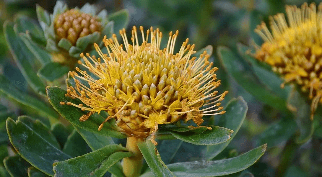 Rhodiola Extract