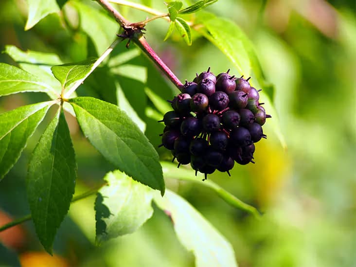 Siberian Ginseng Extract