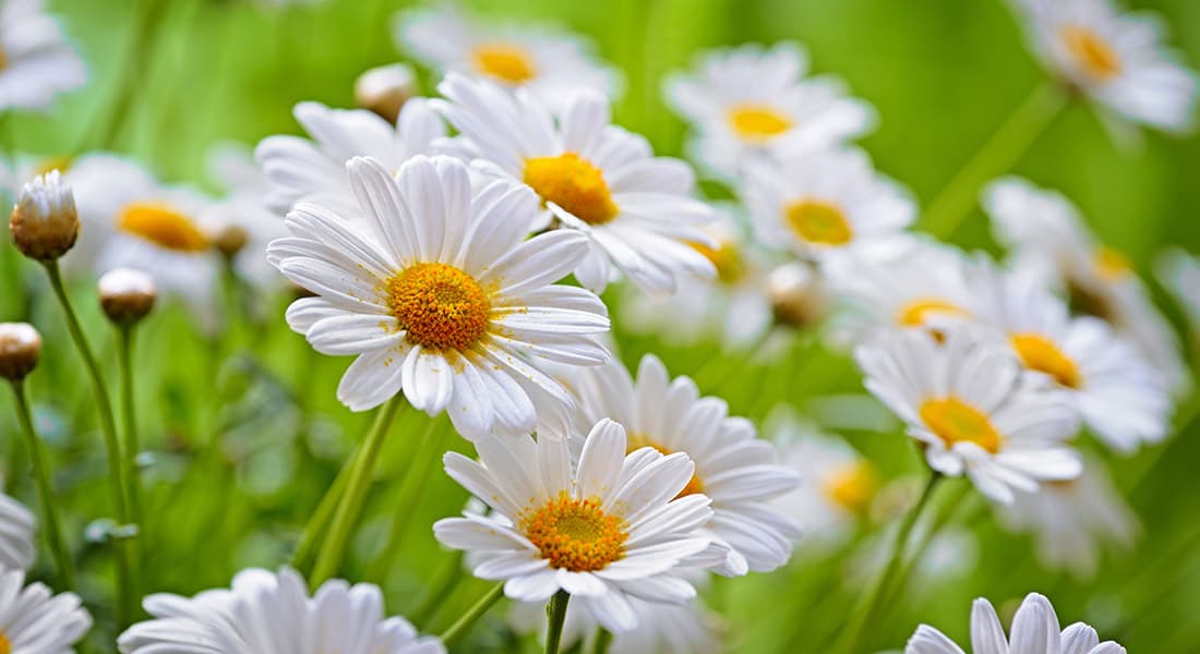 Chamomile Extract